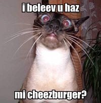 LOLcat remix